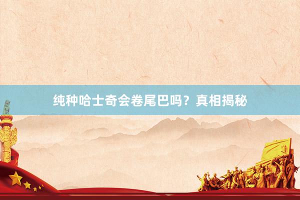 纯种哈士奇会卷尾巴吗？真相揭秘